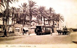 ALGER - JARDIN D'ESSAI - OASIS DES PALMIERS 289